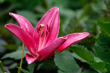 purple lily bud on green background