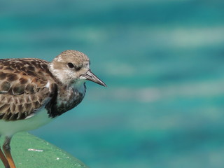 bird over water