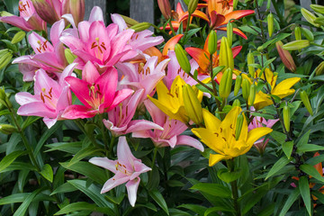 colorful lily bushes in the garden