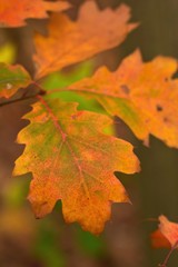 Naklejka na ściany i meble Nahaufnahme bunter Blätter einer Traubeneiche im Herbst Quercus petraea Eiche