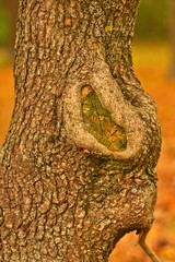 Nahaufnahme eines Baumes mit Wunde, Astloch im Herbst