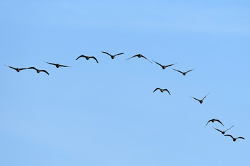 Blässgänse / Blessgänse (Anser albifrons) - Greater white-fronted goose