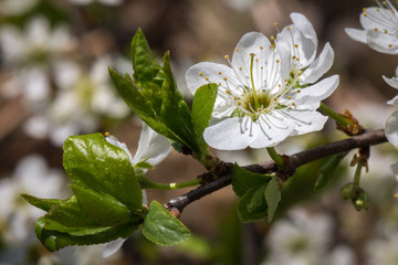 fresh foliage and flowers of apple