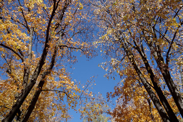 Fototapeta premium yellow tree in autumn