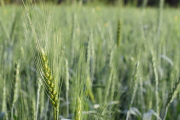 Wheat crop