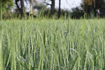 Wheat crop