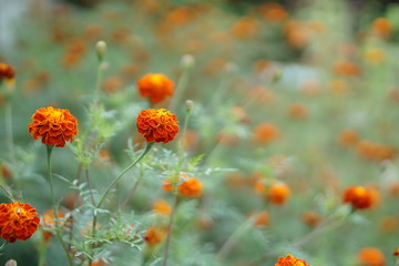 ืnetur flower and hill