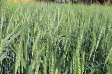 Wheat crop