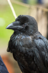 black Raven, portrait