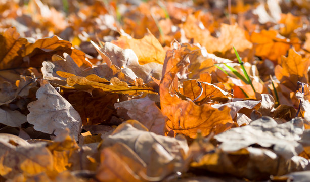 Dry oak leaves (English oak, Common oak, Querqus Robur) on the ground for a natural autumn/fall-themed background. Low sun falling in from the top right highlighting the texture of the leaves.