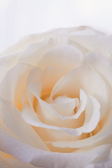Beige rose flower petals macro background, toned, selective focus