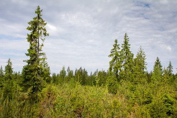 young pines on the cutting site