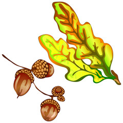 Vector autumn yellow oak leaves and acorn plant. Leaf plant botanical floral foliage. Isolated illustration element.