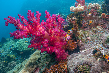 Coral reef South Pacific