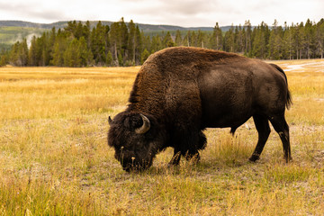 Bison im Upper Geyser Basin Yellowstone