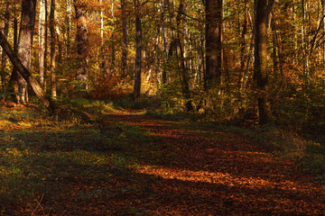 Obraz premium Dichte Waldvegetation in goldenem Oktoberlicht in einem Mischwald im Herbst