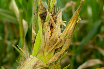 Growing Sweet Corn Field