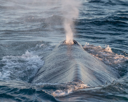 Blue whale (Balaenoptera musculus) blow spout on surface off the coast of Baja California.