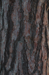 Colorful pine bark of brownish red color. Outdoors