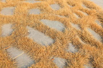 weed in cracks of the stone