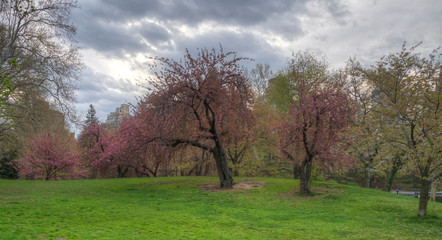 Central Park in spring