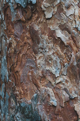 Trunk old forest Pine tree close-up, outdoors.