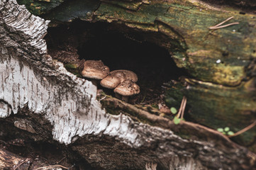Mushrooms with yellow hat growing in trunk old birch.