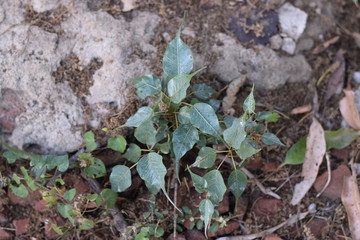 Peepal Leaves