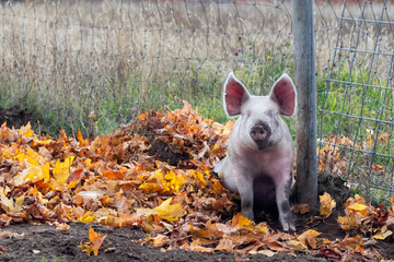 A muddy pink pig with erect ears sitting in mud and autumn leaves