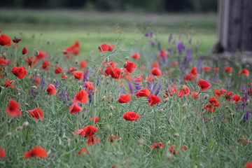 field of poppies