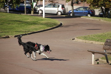 Dog in a park