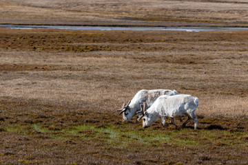 Svalbard Reindeer feeding on the tundra