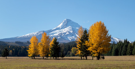 Mt Hood with bright yellow trees in the foreground in the fall - obrazy, fototapety, plakaty