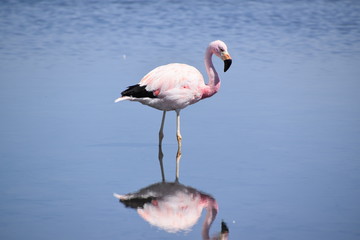 Fototapeta na wymiar Flamingo in Salt Lake, Chile