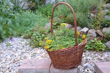 A wicker basket full of harvested herbs in front on a permacultural herb spiral
