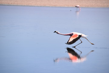 Flamingo Take off