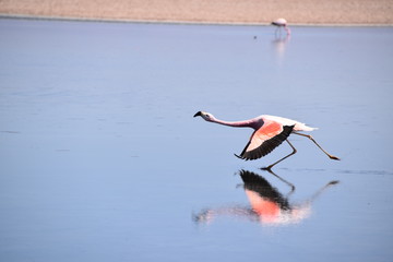 Fototapeta premium Flamingo Take off