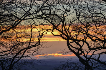 Sunset silhouette branches