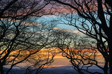 Silhouetted trees against a sunset