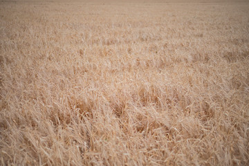 ripe wheat on the field, harvesting