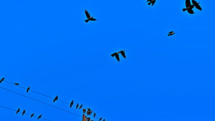 The pillar is electric. Electric wires. Power lines. Crows on wires