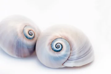 Poster Neverita Duplicata Shark Eye Sea Snail Shell © Sunnydays