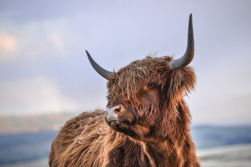 highland cow headshot - obrazy, fototapety, plakaty