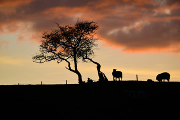 Fototapeta na wymiar Lamb and sheep silhouette under red sunset in spring