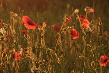 Fototapeta premium poppies