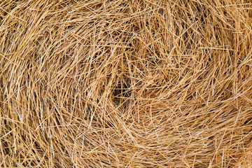hay, straw, dry background for design, texture. Funnel of dry grass.