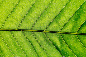Thin leaf home plants in sunny weather. Green macro background.