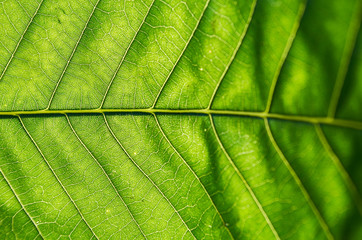 Green leaves background. Leaf texture. Green leaf. Extreme close up shot.
