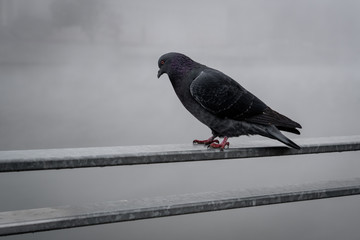 Lonely pigeon bird resting on the rail during the foggy day