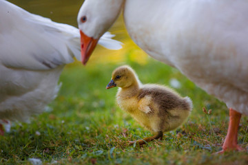 Geese with Baby Goslings